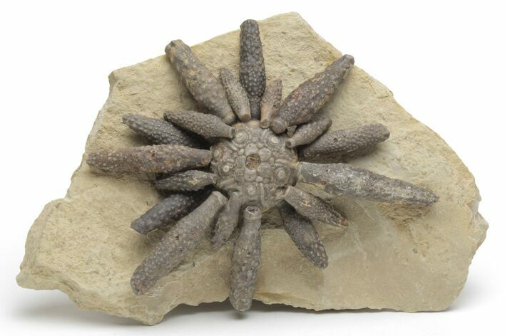 Jurassic Fossil Urchin (Reboulicidaris) - Amellago, Morocco #218419